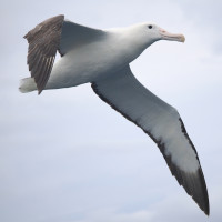 Southern Royal Albatross